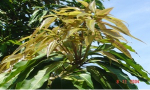 KỸ THUẬT TRỒNG VÀ CHĂM SÓC CÂY XOÀI